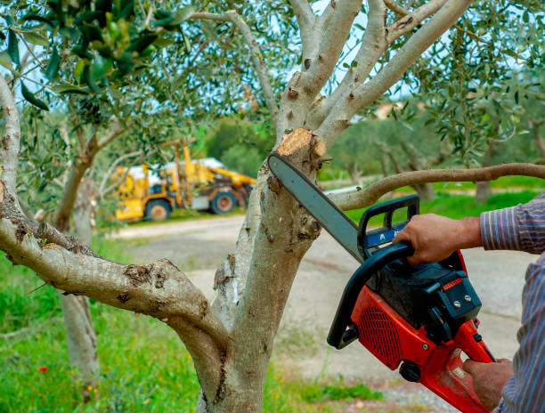 The Steps Involved in Our Tree Care Process in Pine Mountain Clu, CA